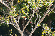 Picture 'Br1_1_01030 Ramphastidae, Toucan, Brazil'